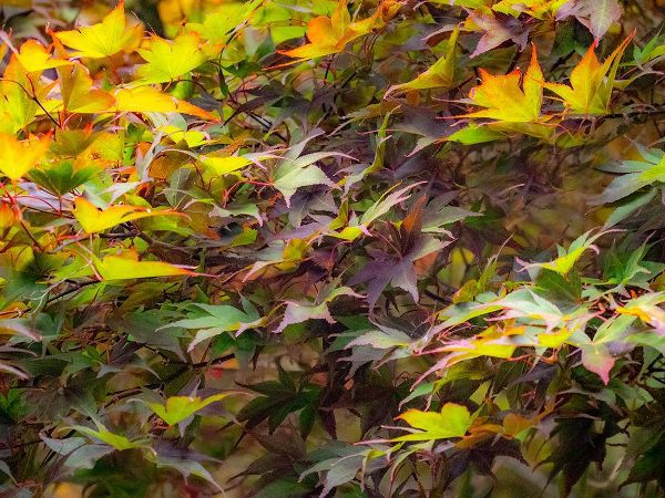Gulin, Sylvia 아티스트의 USA-Washington State-Sammamish Japanese Maple leaves작품입니다.